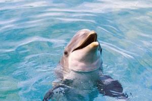 Всемирный день защиты морских млекопитающих