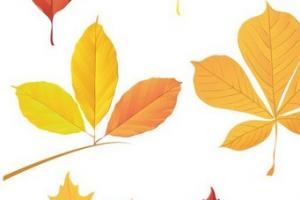 Онлайн гадание Берендеев: узнай свою судьбу по падающим листьям деревьев Берендеево гадание на любовь