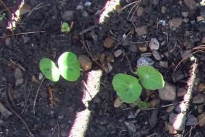 Як виростити настурцію з насіння і коли потрібно її висаджувати