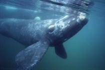 World Mammal Day Whale
