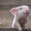 Γιατί ονειρεύεται το γουρούνι: θέλει κάποιος να το φυτέψει;
