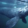 Всемирный день защиты млекопитающих китов