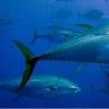 50 nejzajímavějších a nejzajímavějších faktů o rybách