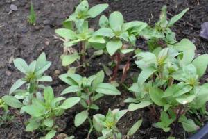 Отглеждане на годеция от семена - кога да засадите и как да се грижите?