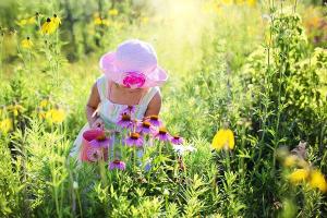 Louka a divoké květiny s fotografiemi a názvy rostlin