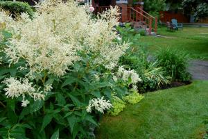 Knotweed plant Aubert: planting and care Knotweed ornamental shrub how to help after freezing