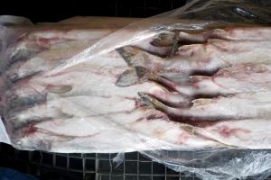 Shelf life of red fish in the refrigerator