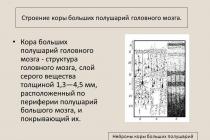 Конспект урока по биологии на тему "Доли головного мозга и зоны коры больших полушарий" (8 класс)