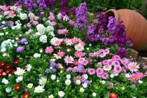 Urob si sám kvetinové záhony a kvetinové záhony zo šrotu - fotografie, odporúčania Čo môžete použiť na vytvorenie kvetinovej záhrady vlastnými rukami