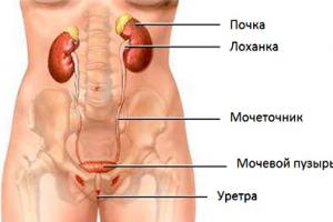 Jak jsou vnitřní orgány umístěny u člověka v břišní dutině a nejen?