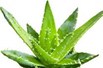 Aloe - instructions for use Aloe injections application