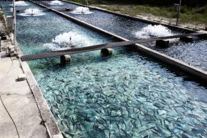 Breeding fish in a pond Fish farming as a business idea