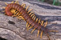 Why do centipedes dream