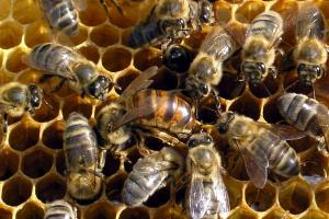 كيفية تحضير النحل لفصل الشتاء