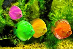 Bakit nangangarap ka ng isda sa aquarium: isang batang babae, isang babae, isang buntis, isang lalaki - interpretasyon ayon sa iba