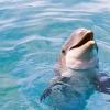 Световен ден за защита на морските бозайници