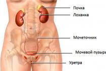 복강 내 사람의 내부 장기는 어떻게 위치합니까?