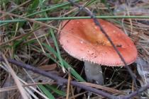 Beautiful and tasty: how to properly collect and cook russula