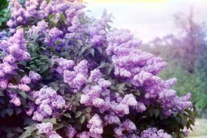 Types, names and characteristics of bush plants - advice from gardeners