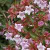 Abelia grandiflorum, péče o domácí zahradu Abelia care