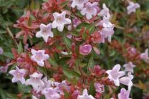 Abelia grandiflorum, home garden care Abelia care
