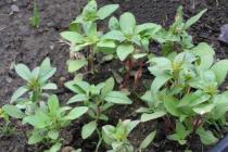 Вирощування годеції з насіння - коли садити і як доглядати?